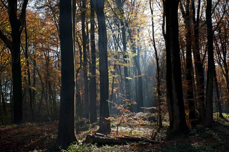 bos-jpg
