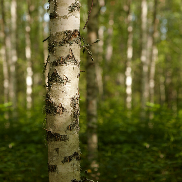 forest-jpg