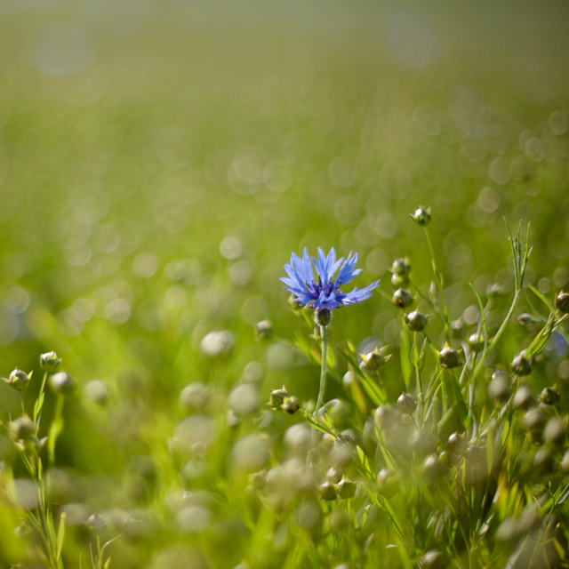 wild-flower-jpg