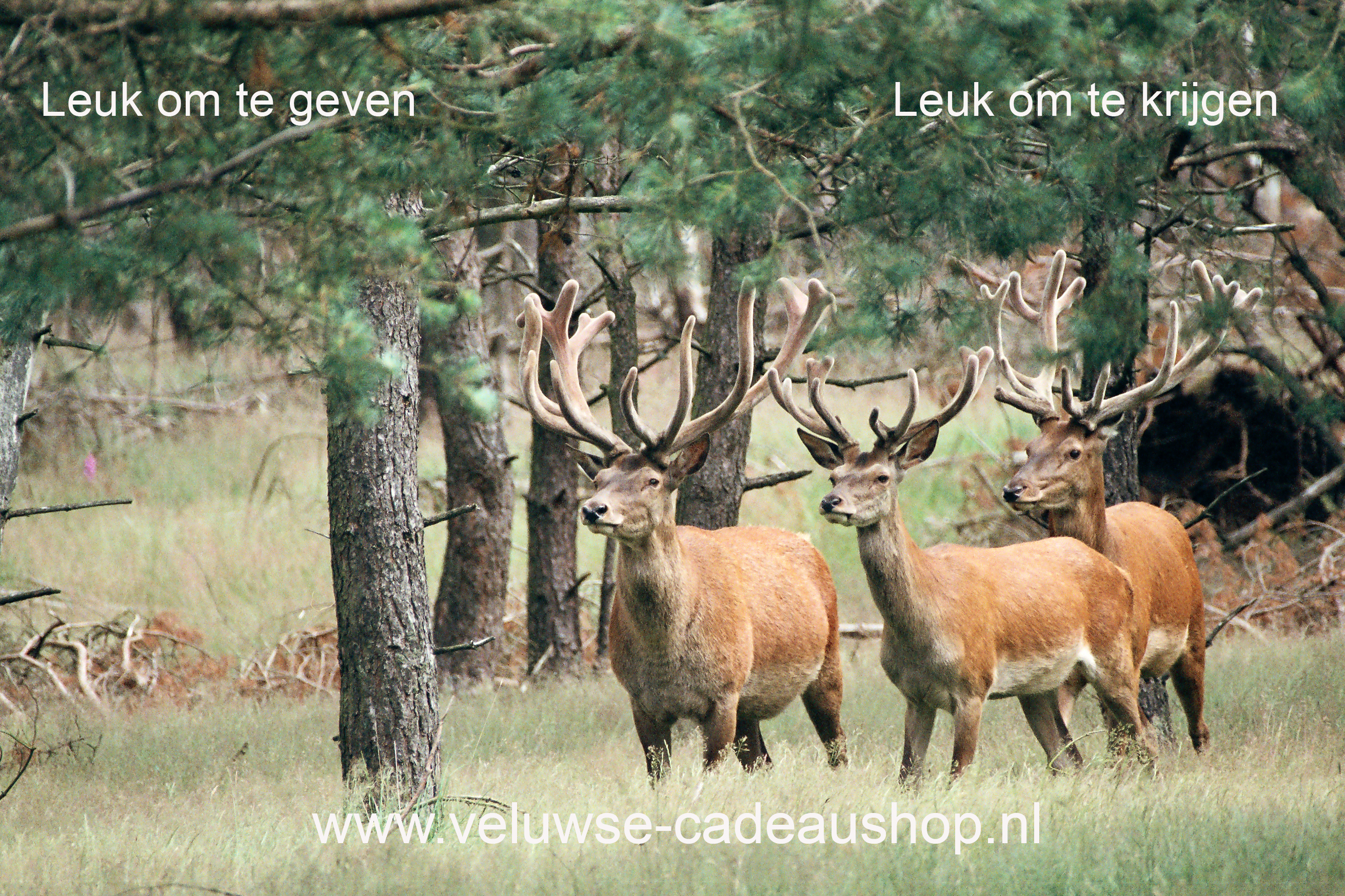 Logo Veluwse-CadeauShop