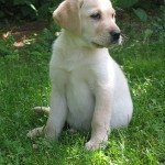 VJ_labradorretriever